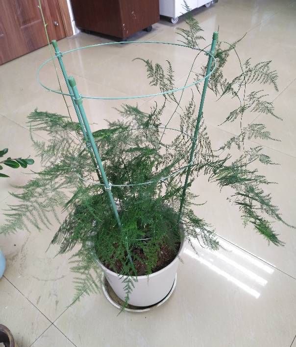 养好文竹，有4个方法，株型挺拔郁郁葱葱，长得很快