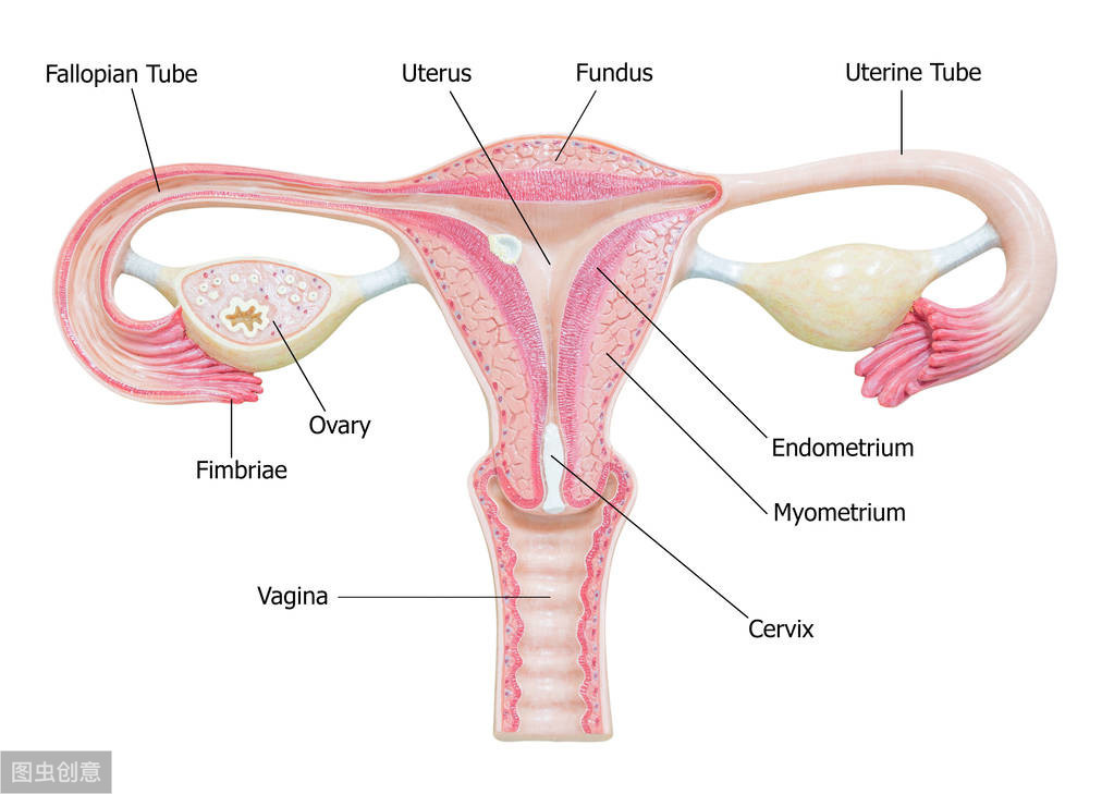 输卵管堵塞是怎么引起的？帮你找出了6大诱因，女性值得深思！