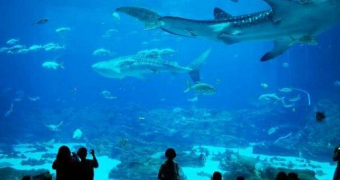 全球最大的水族馆，为保护海洋生物，游客进入需要严格的安检！