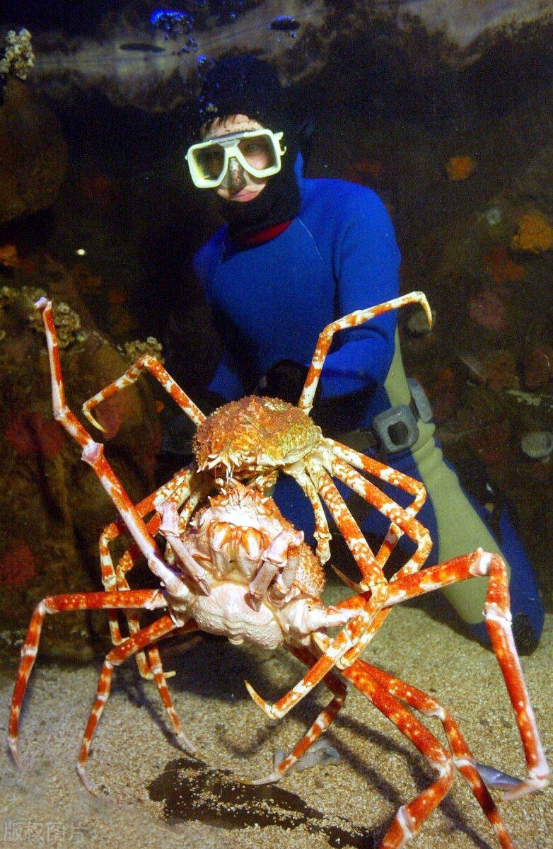 世界上五个最大的螃蟹，虽然很大，但吃着很香
