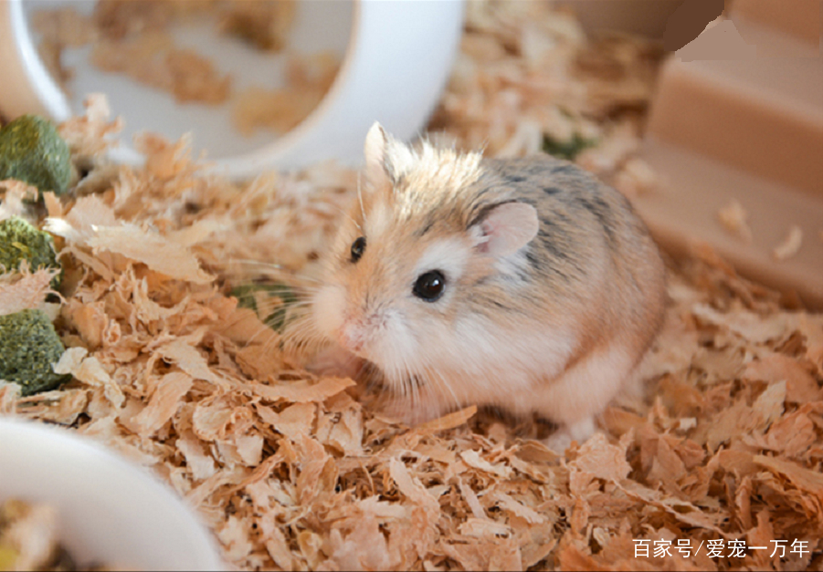 仓鼠界有个“三冠王”：寿命最长、体型最小、跑得最快