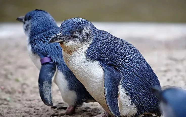 帝企鹅：不仅是世界上最大的企鹅