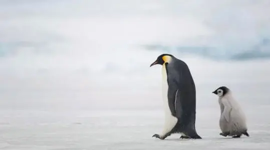 帝企鹅：不仅是世界上最大的企鹅