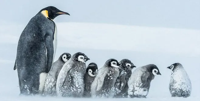 世界上最大的企鹅是哪一种（帝企鹅世界上最大的企鹅）