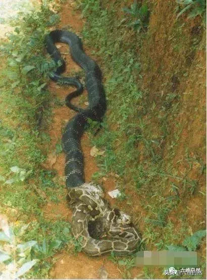 世界上最长毒蛇，一路打败环蛇眼镜蛇蟒蛇等，遇到人却被一手抽打
