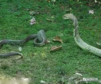 世界上最长毒蛇，一路打败环蛇眼镜蛇蟒蛇等，遇到人却被一手抽打