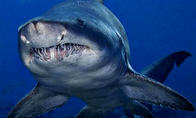 地球上牙齿最多的动物是什么？