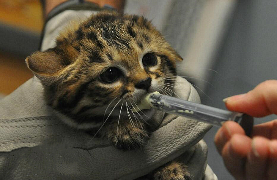 世界上最小的猫，看似娇小柔弱萌倒众人，实际上是“杀戮机器”