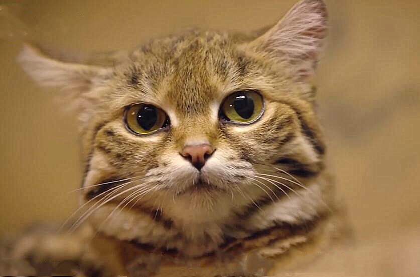 世界上最小的猫，看似娇小柔弱萌倒众人，实际上是“杀戮机器”