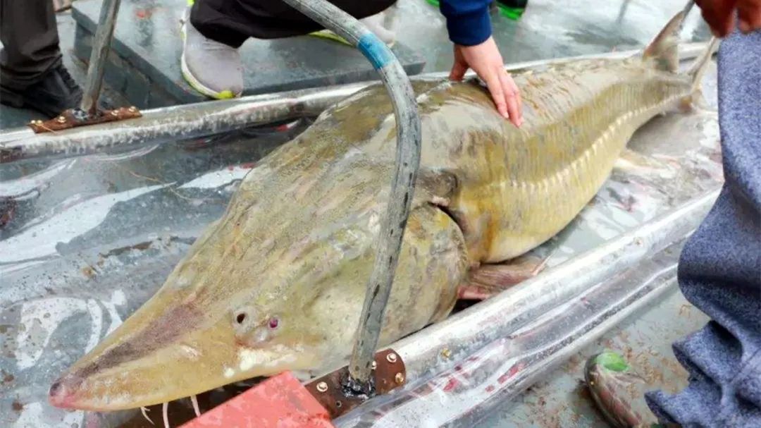 世界上最大的5种淡水鱼，巨型黄貂只能排末位，很多已经濒危