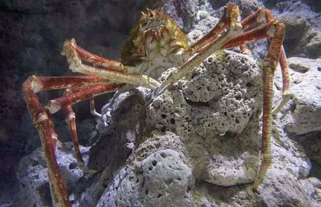 世界上最大的螃蟹，身长最多4米，鲨鱼都是它的食物