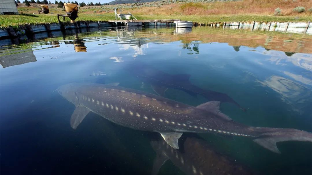 世界上最大的5种淡水鱼，巨型黄貂只能排末位，很多已经濒危
