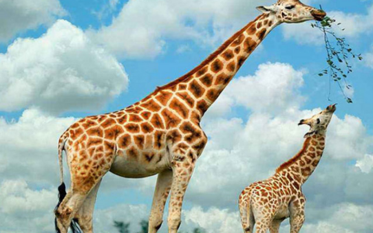 世界上最高的哺乳动物排名 长颈鹿第一河马垫底