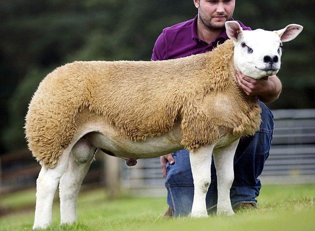 世界上最贵的羊！英国一只羊拍卖会上36.5万英镑成交