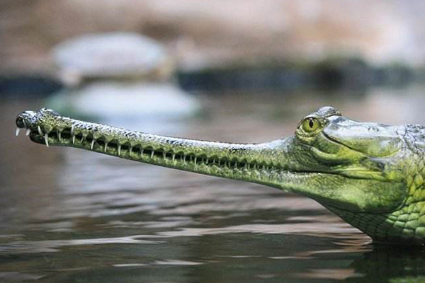 地球上10大体型最大的鳄鱼，咸水鳄和尼罗鳄领衔，美洲鳄也上榜