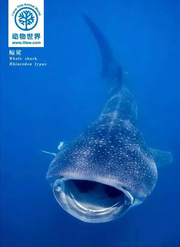 世界上体型最大的鱼类-鲸鲨