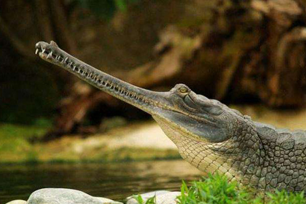 地球上10大体型最大的鳄鱼，咸水鳄和尼罗鳄领衔，美洲鳄也上榜