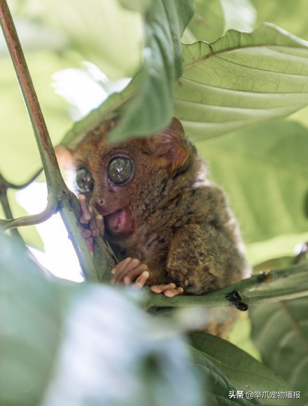世界上最小的猴子，菲律宾眼镜猴，猴如其名眼睛贼大