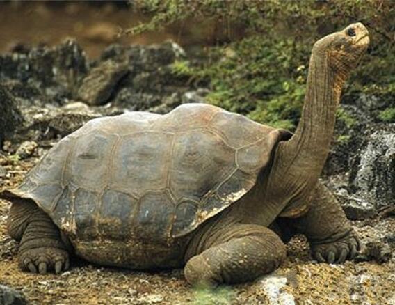 世界上最大的乌龟，体长1.8米重375公斤