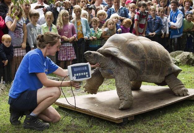 世界上最大的乌龟，体长1.8米重375公斤