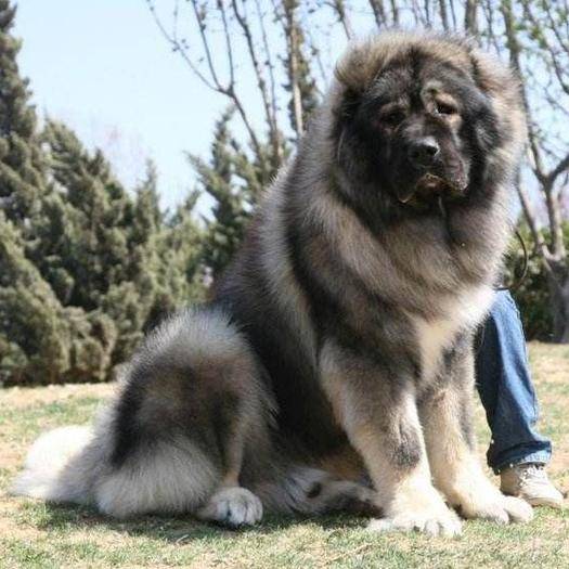世界上“最大”的10种狗狗，比人还要高，你见过几种？