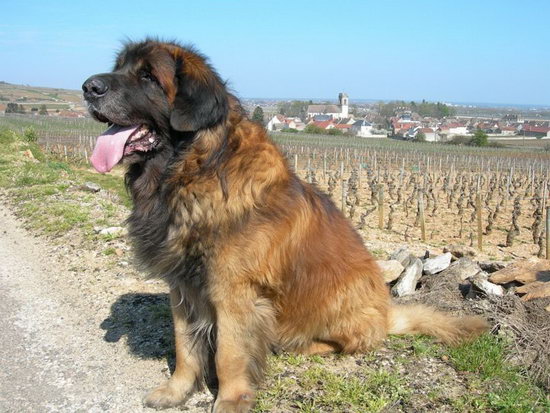 世界上“最大”的10种狗狗，比人还要高，你见过几种？
