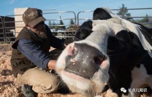 吉尼斯世界上最大的奶牛，高1.9米重1吨