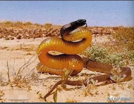 陆地上毒性最猛的毒蛇，细鳞太攀蛇比眼镜王蛇的毒性强20倍