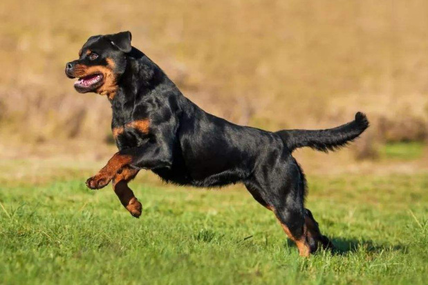 世界10大最贵的犬种，罗秦犬居榜首，你们家养了哪一种？