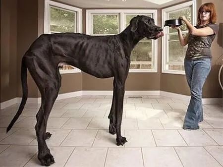 世界上最大的犬种，最高的和姚明一样高