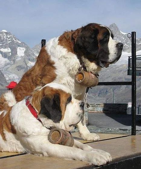 世界上最大的犬种，最高的和姚明一样高