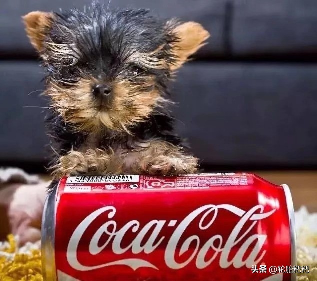 原来世界上最小的狗狗 不是茶杯犬 而居然是它？