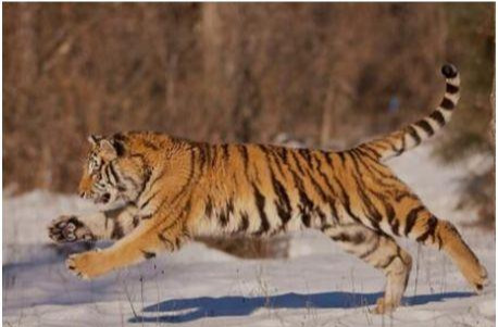 世界上最大的老虎
