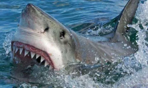 谁是世界上牙齿最多的动物！鲨鱼有3000颗，和它比起来也是弟弟