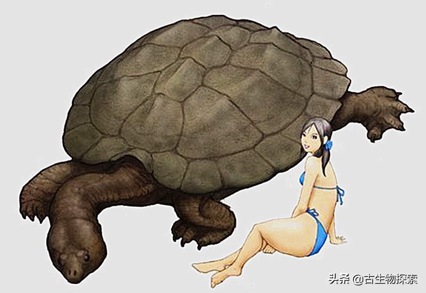新研究揭开史上最大巨龟的真面目