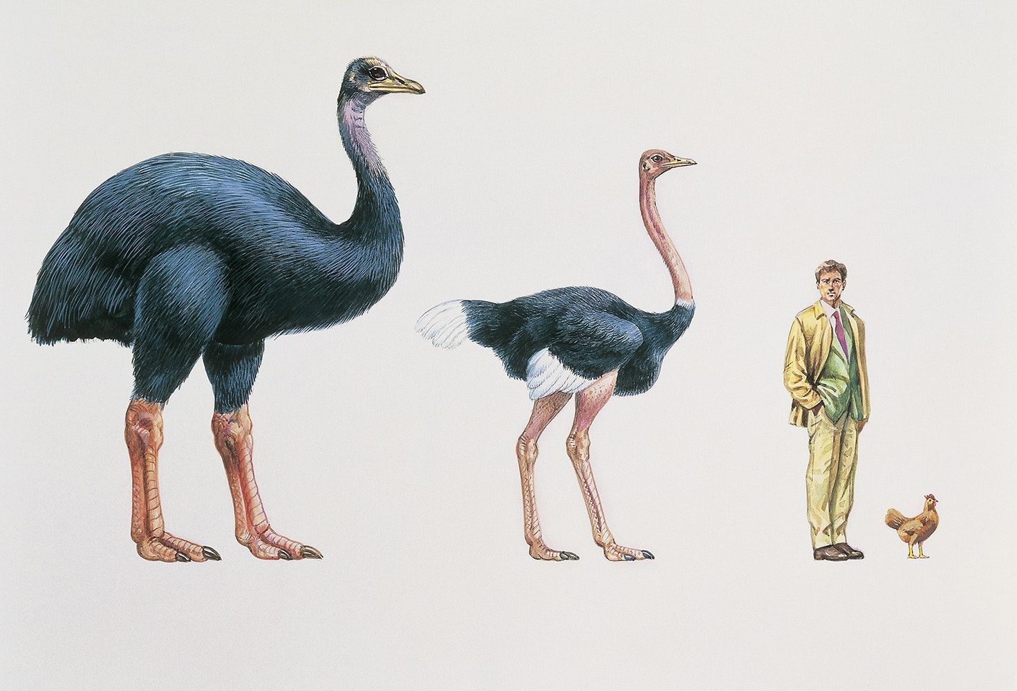 世界最大鸟有多大？高3米，蛋是普通150倍，还是被捕食灭绝