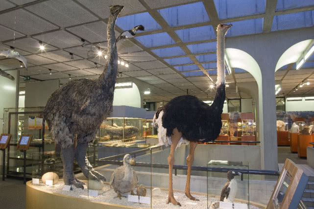 世界最大鸟有多大？高3米，蛋是普通150倍，还是被捕食灭绝