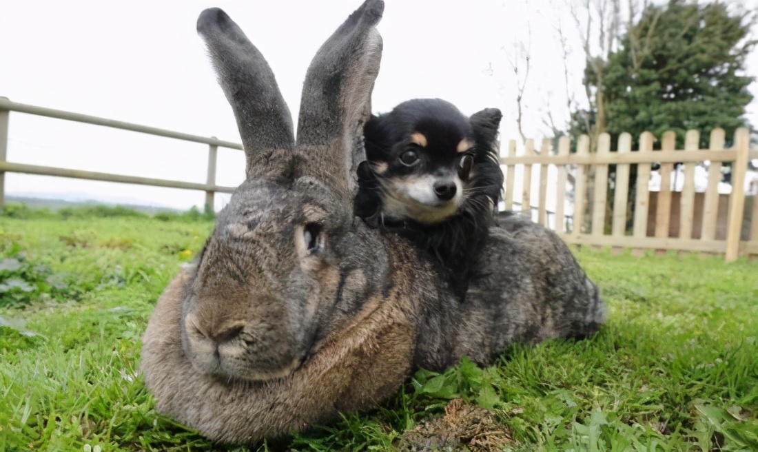 世界最大的兔子，长1.3米重45斤，英国明星兔，数日前却被偷走了