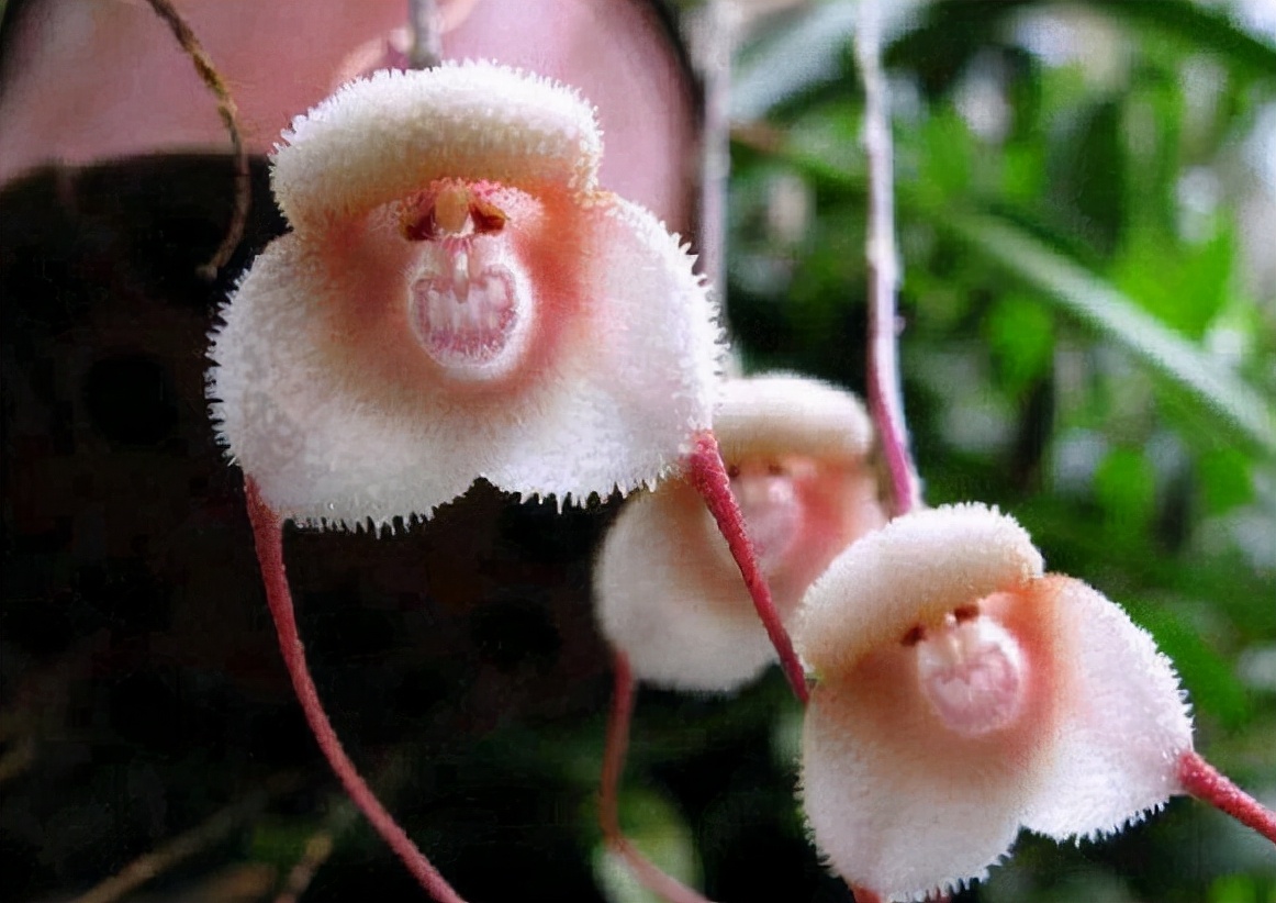 世界上神奇的8种植物，其种一种好似一只猴，令人惊叹
