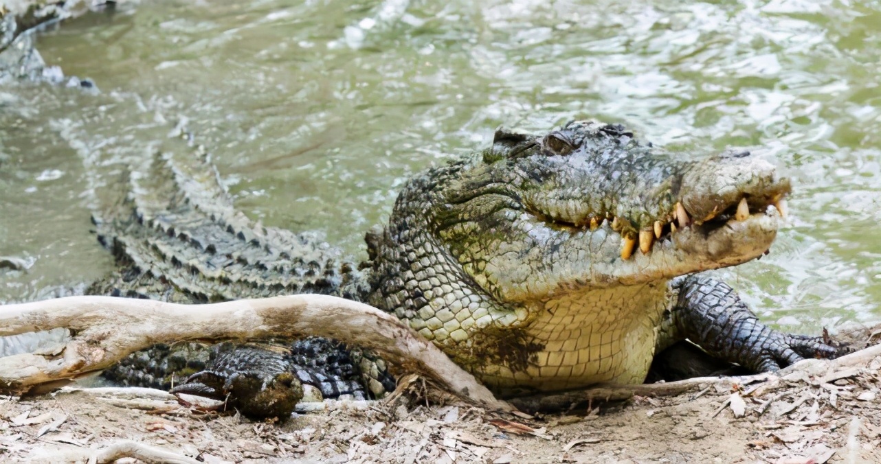 世界上最大的鳄鱼，咸水鳄屡屡捕食人类，人鳄矛盾为何激化？
