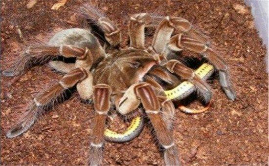 地球上最大的蜘蛛堪比一只小狗，没想到天敌是它