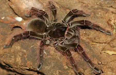 地球上最大的蜘蛛堪比一只小狗，没想到天敌是它