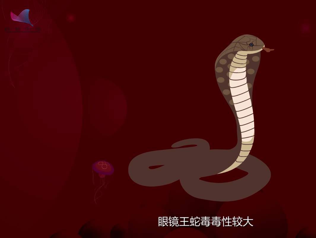 它是世界上最大的毒蛇，最长可达6米，最大的天敌竟然是自己