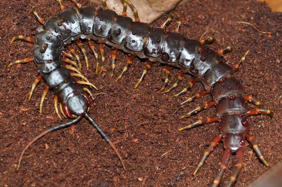 地球上最大的蜈蚣，据说能长到0.6米，能吃蛇