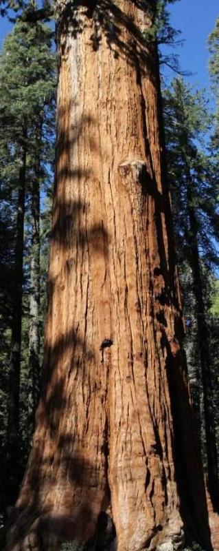 世界上最大的树：树龄高达3200年，有着“世界爷”的美誉