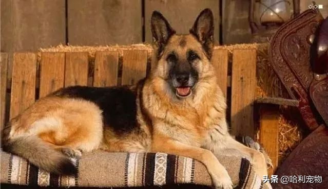 世界上智商最高的5种狗狗排名，金毛、德牧上榜，第一原来是它