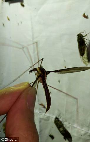 世界上最大的蚊子：成都11厘米巨大蚊，口器退化不吸血