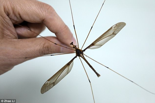世界上最大的蚊子：成都11厘米巨大蚊，口器退化不吸血