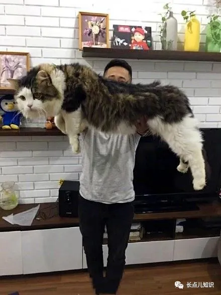 世界上最大的猫是什么猫？缅因猫体长1.2米