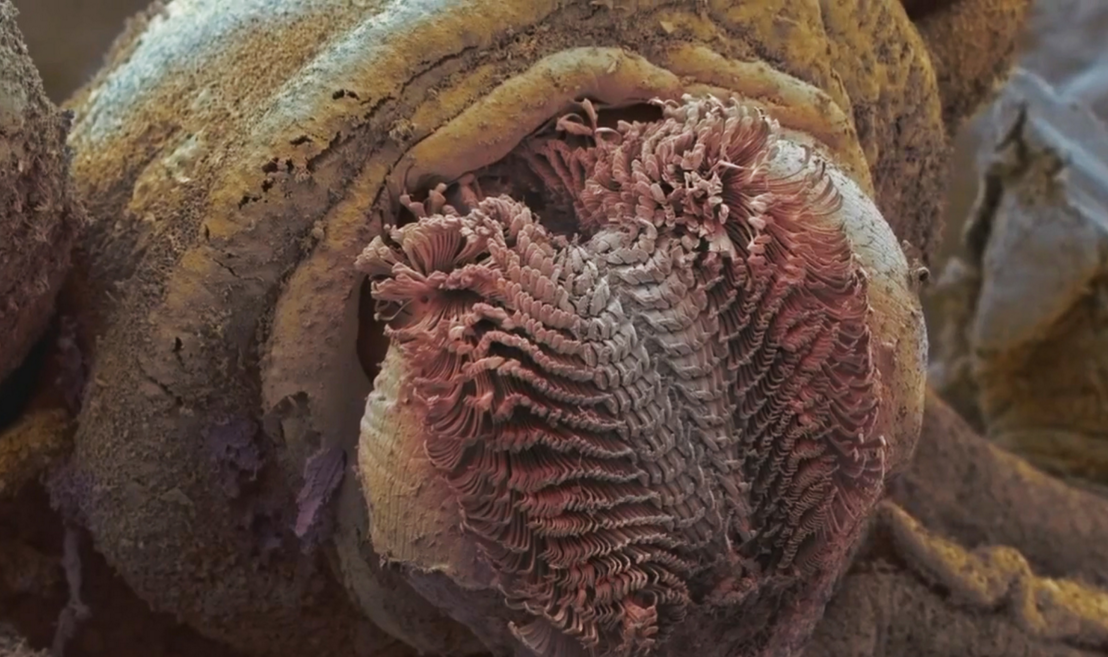 26500颗牙，蜗牛是世界上牙齿最多的动物！